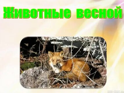 Жизнь зверей 1