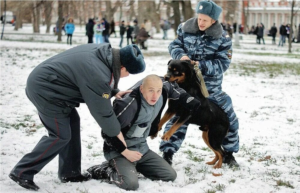 Собака задерживает преступника. Полицейский с собакой догоняет преступника. Задержание преступника собакой. Полицейский задерживает преступника. Люди которые помогли россии