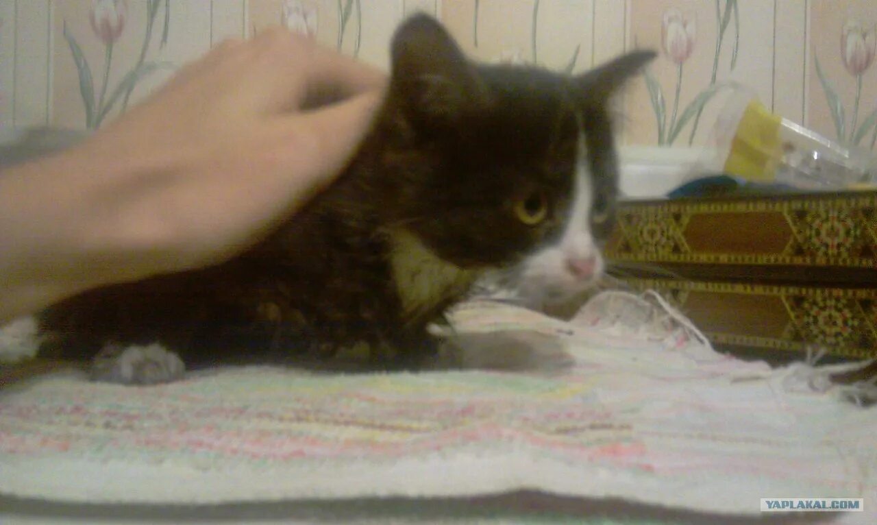 Найденыши ржев. Найденыши. Найденыши кошки Новокузнецк. Найденыш 2011. Найденыши кошка Златоуст.