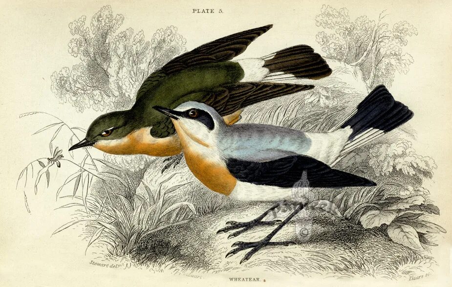 Птицы Вильяма Жардина. Натуралист с птицами. Зарисовки натуралиста. Гравюра мухоловка.