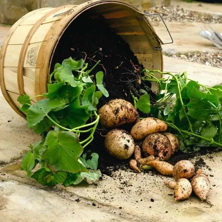 Выращивание картофеля в домашних условиях. Посадка картофеля. Картошка Садовая. Садим картошку на даче. Способы посадки картофеля.