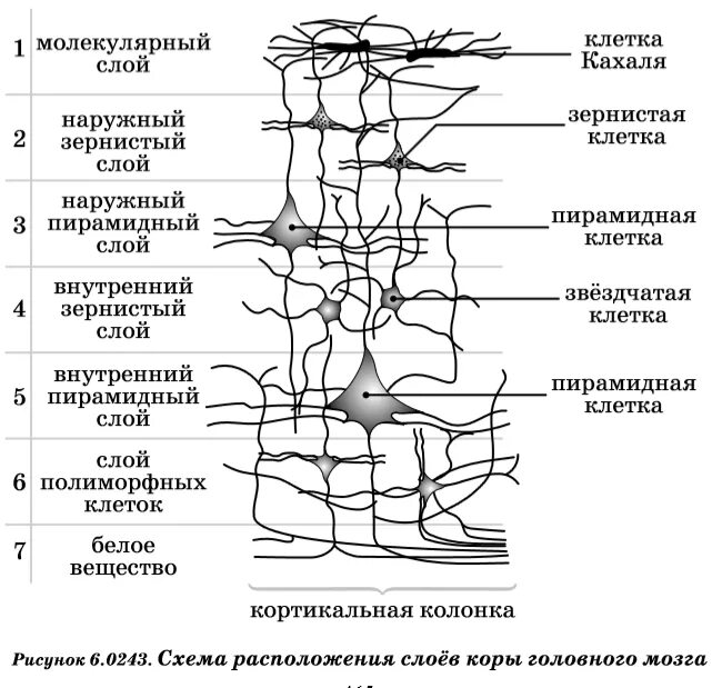 Слои клеток головного мозга. Строение нейронов коры головного мозга. Схема слоев коры головного мозга. Строение мозговой коры 6 слоев. Нейронные слои коры головного мозга.