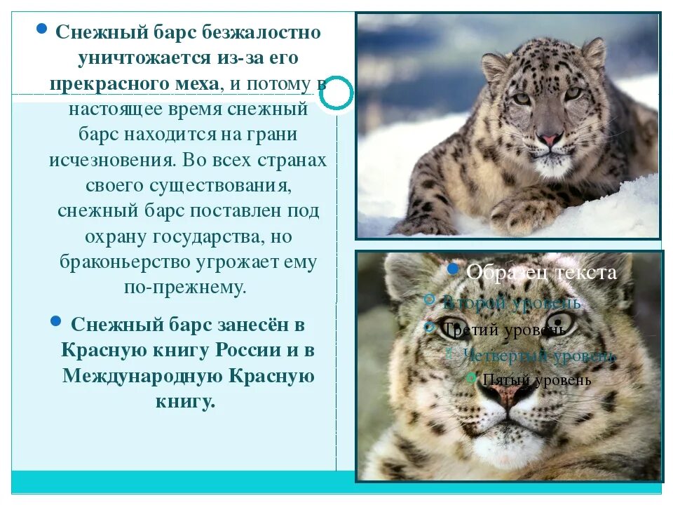 Барс перевод. Снежный Барс красная книга. Животные из красной книги снежный Барс. Животные из красной книги снежный бар. Снежный Барс красная книга описание.