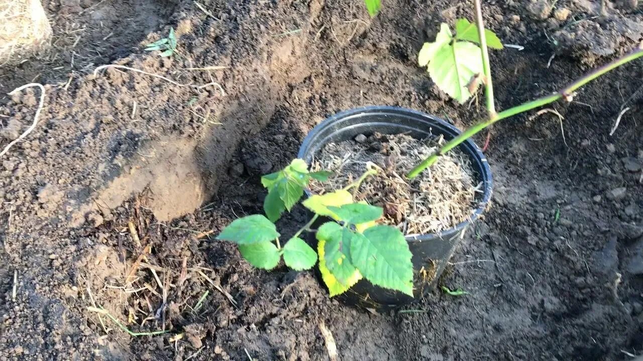 Посадка ежевики весной в открытый грунт саженцами. Ежевика Садовая саженец. Мульчирование ежевики. Посадка ежевики. Ежевика Садовая посадка.