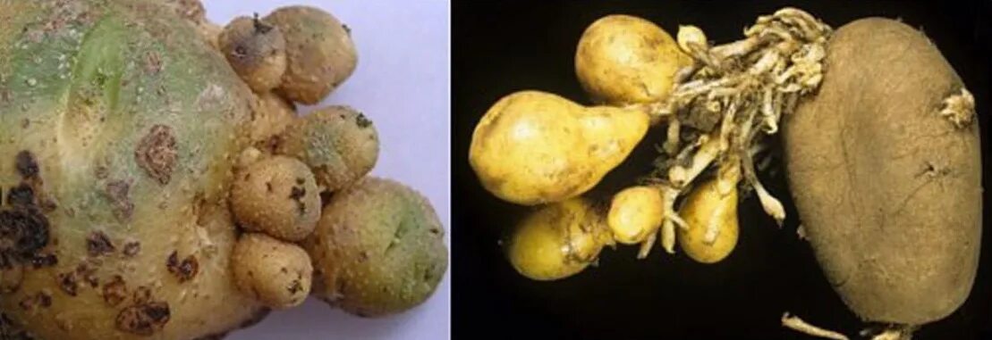 Почему картошке можно. Израстание клубней картофеля. Апикальные ростки на картофеле что это. Клубень картофеля. Картофель небольшие клубни.