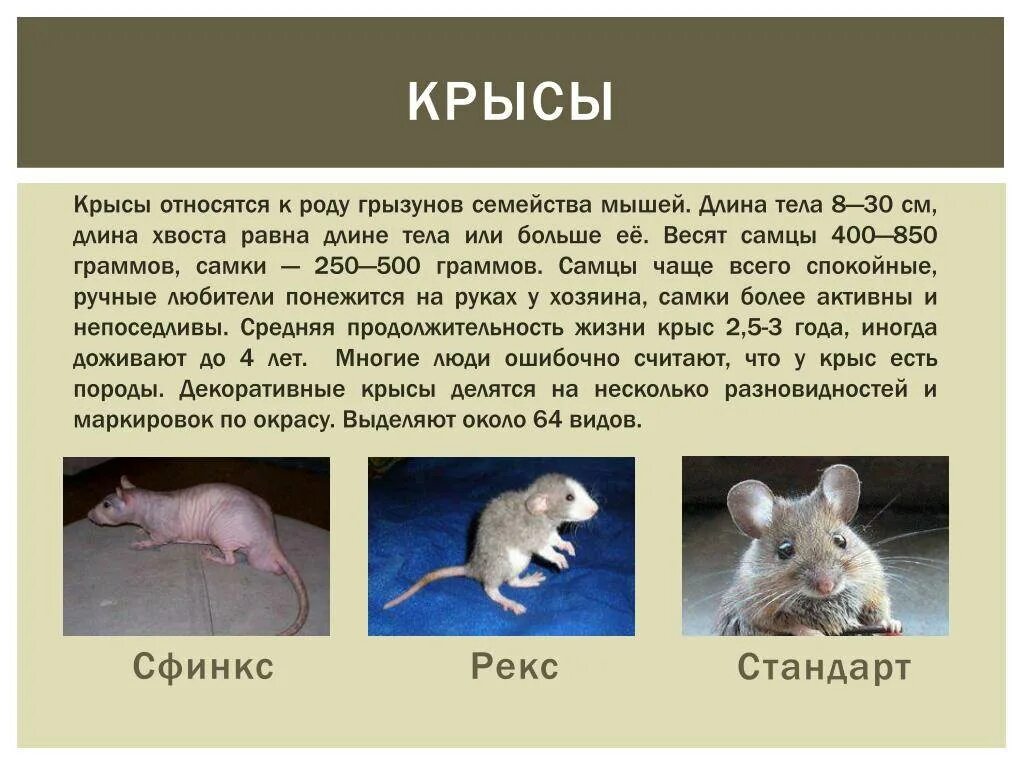 Продолжительность жизни домашней крысы. Сколько живут крысы. Срок жизни мышей. Размер мыши и крысы.