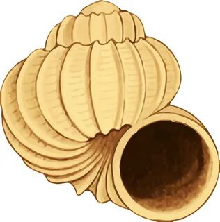 Ракушка детская