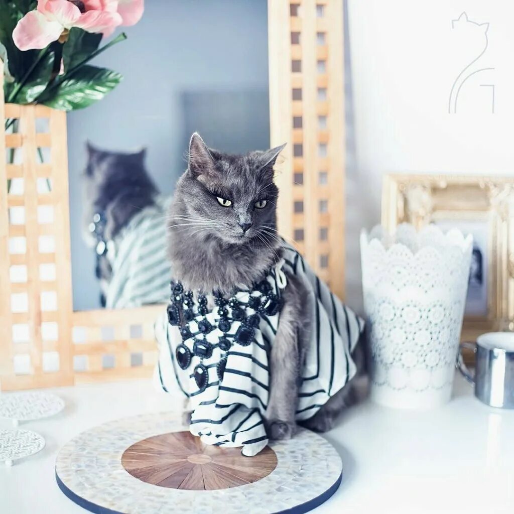 Блоггер киса. Стильная кошка. Элегантная кошка. Модная кошка. Модный кот.