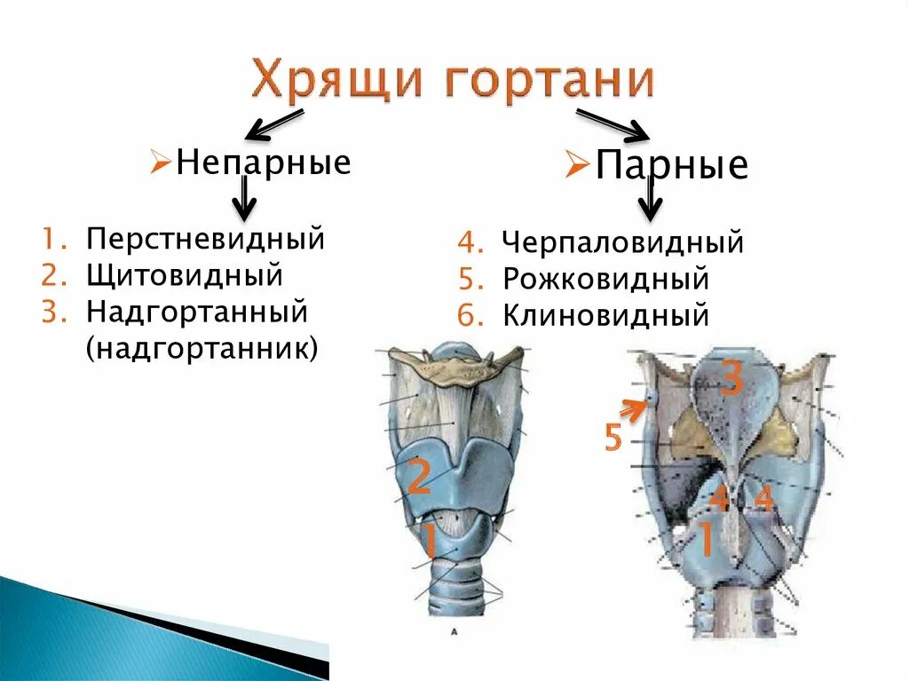 Состоит из нескольких парных и непарных хрящей