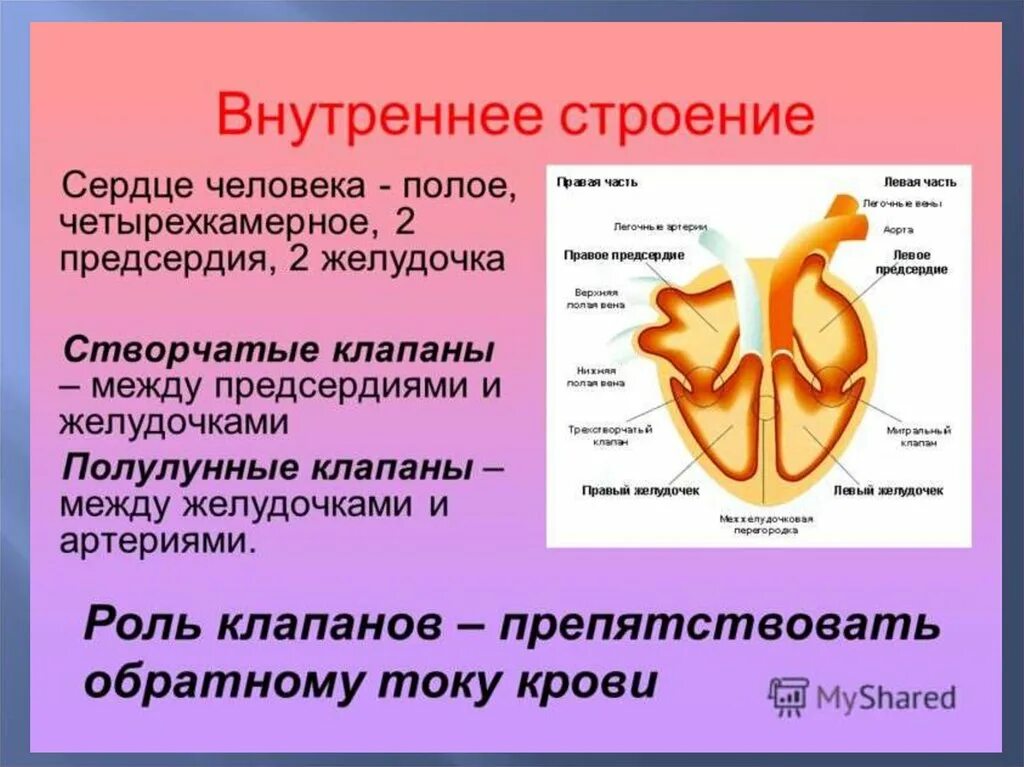 Между правыми предсердием и желудочком находится клапан. Клапаны сердца человека анатомия строение и функции. Клапаны сердца человека строение и функции таблица. Клапаны сердца створчатые и полулунные. Сердце человека полулунные клапаны.