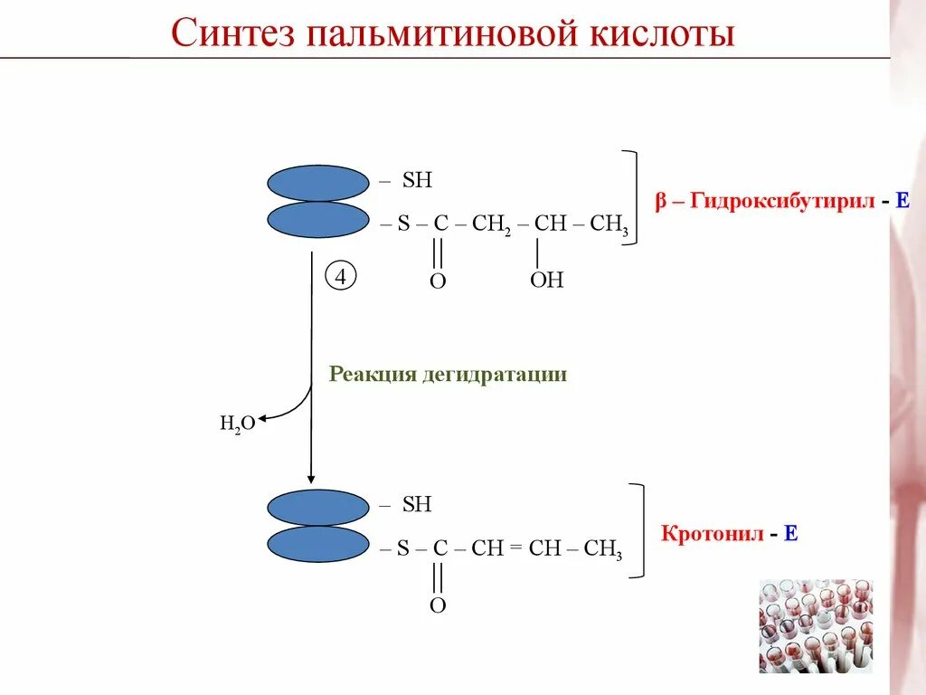 Синтез пальмитиновой. Реакции биосинтеза пальмитиновой кислоты. Синтез активной формы пальмитиновой кислоты. Синтез пальмитиновой кислоты реакции. Реакция пальмитиновой кислоты.