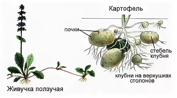 Строение столона картофеля. Строение столона. Побеги столоны. Строение клубня картофеля столон. Клубень картофеля и ус садовой земляники