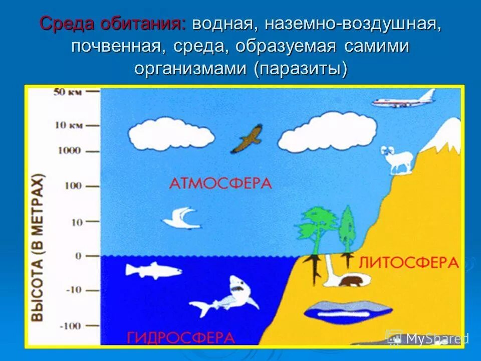 Среда обитания хвоща наземно воздушная или водная. Среда обитания водная наземновоздешная. Воздушная среда обитания. Водная и наземно воздушная среда обитания. Атмосфера наземно-воздушная среда.