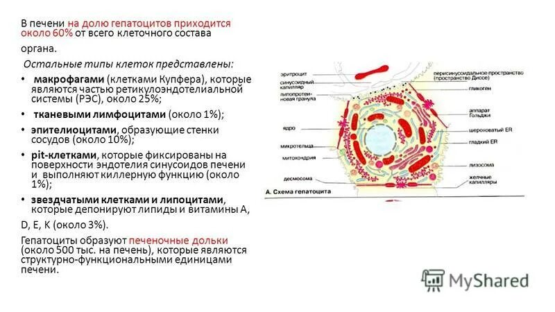 Клетка печени функции. Клетка печени функции