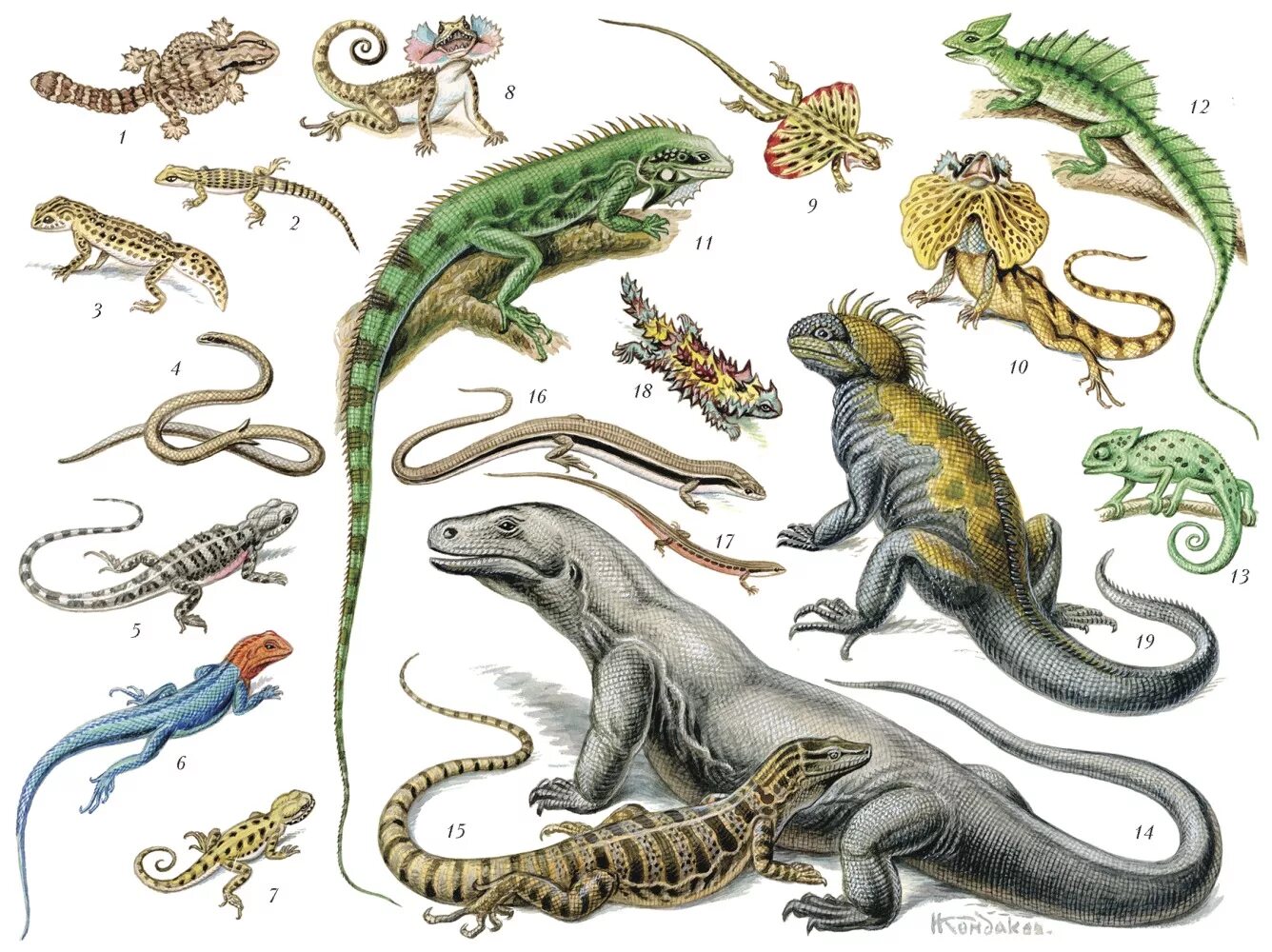 Предки современных рептилий. Пресмыкающиеся отряд чешуйчатые. Чешуйчатые ящерицы. Подотряд ящерицы. Много ящерок.