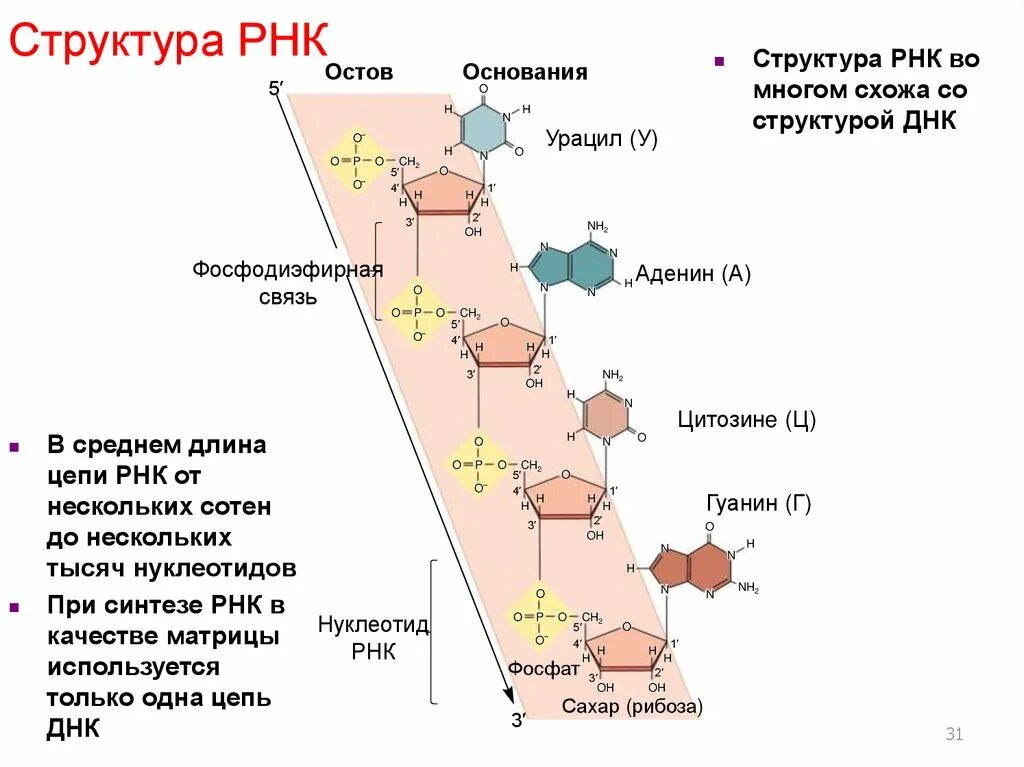 Особенности молекулы рнк. Структура молекулы РНК. Состав и строение РНК. Состав РНК кратко. Структура РНК кратко.