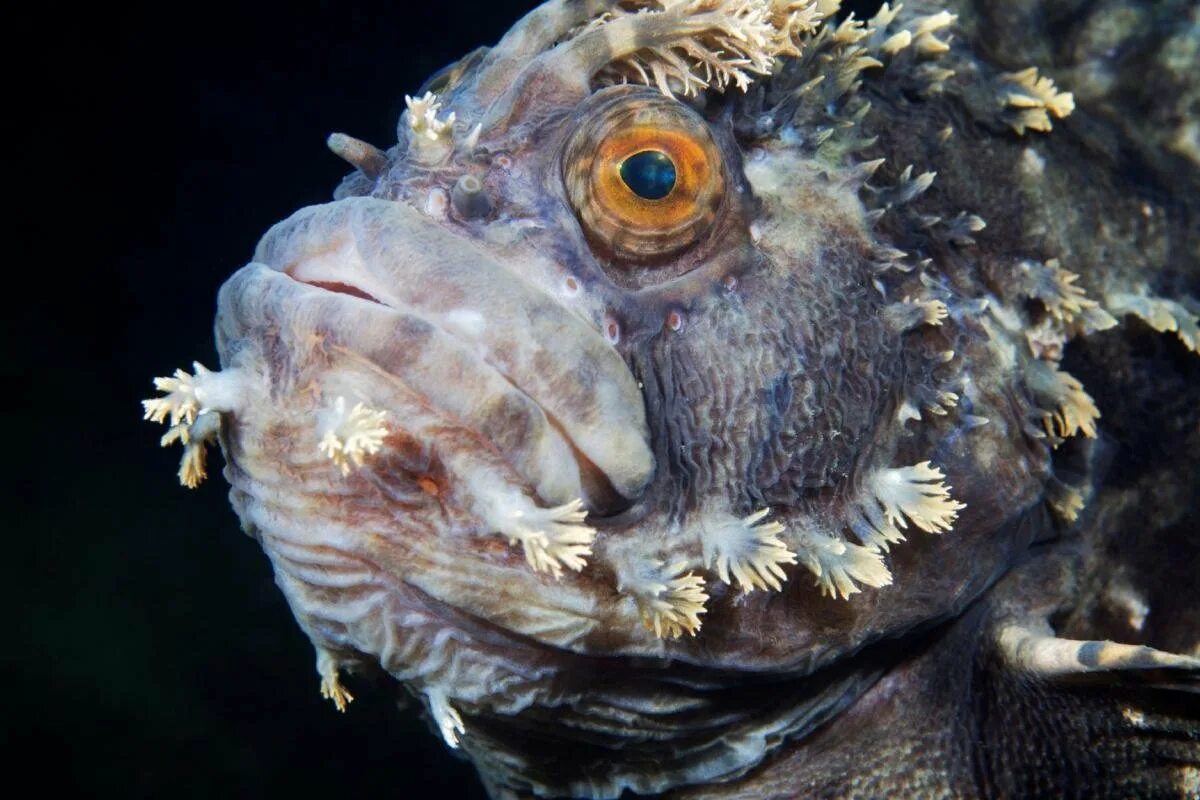 Мохнатоголовая морская собачка. Японская мохнатоголовая собачка рыба. Рыба удильщик Коммерсона. Neoclinus blanchardi.