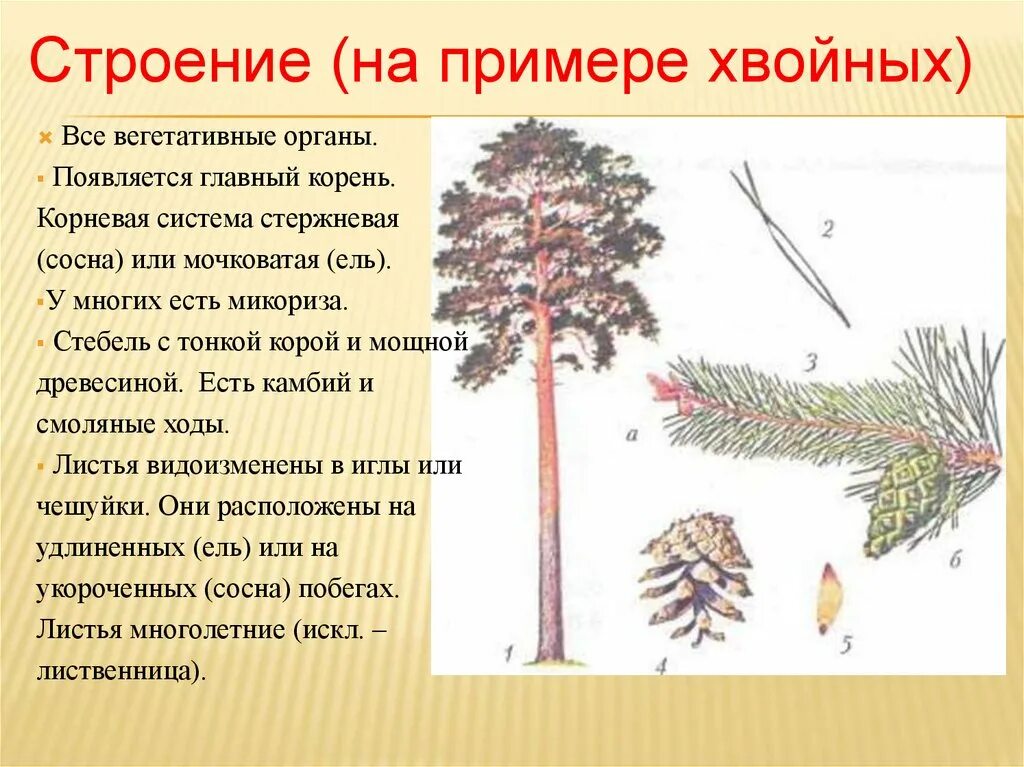 Ель это голосеменное растение. Строение хвоинки сосны обыкновенной. Голосеменные хвойные строение. Голосеменные сосна обыкновенная. Строение побега сосны обыкновенной.