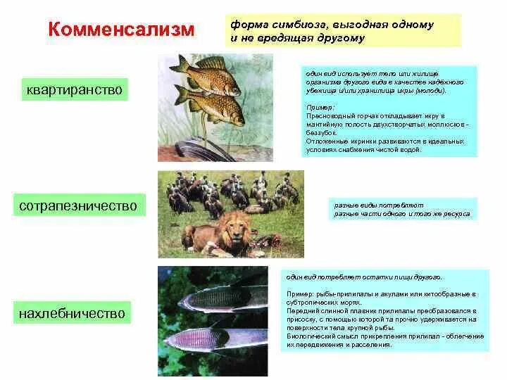 Форма симбиоза организмов. Примеры комменсализма в биологии. Типы отношений между организмами комменсализм. Комменсализм характеристика. Комменсализм Тип взаимоотношений примеры.