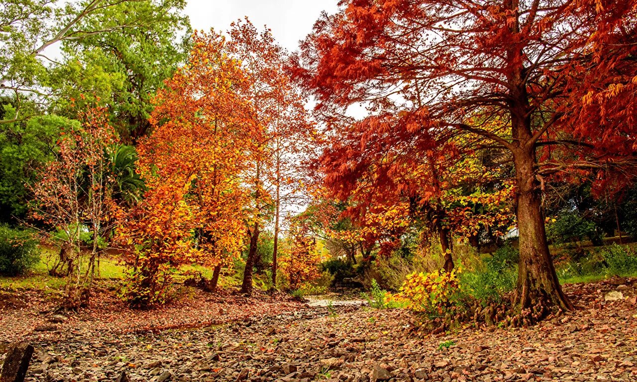 природа осенью. осень сентябрь. сентябрь пора года. ранняя осень. сентябрь пора года.