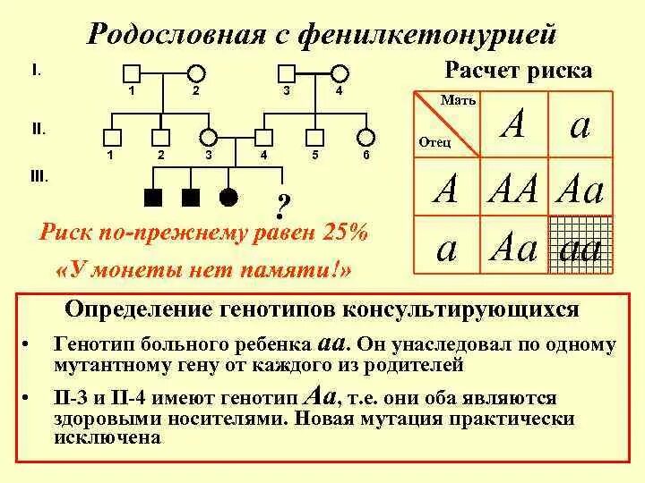 Тип наследования фенилкетонурии. Родословная при фенилкетонурии. Основы классической генетики. Генеалогический анамнез ребенка. Фенилкетонурия генотип