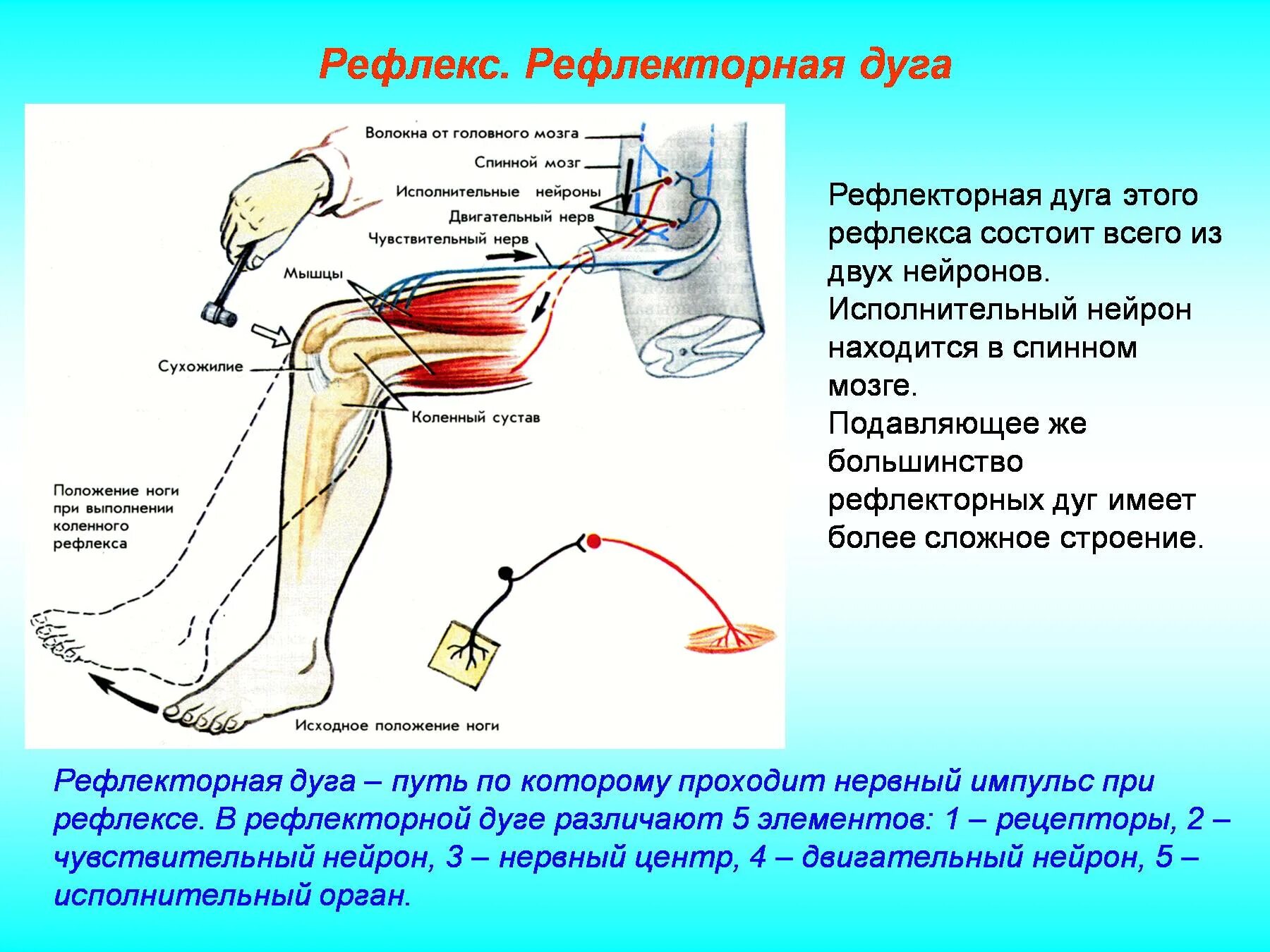 Чувствительное коленного рефлекса. Дуга коленного рефлекса нерв. Вегетативная рефлекторная дуга анатомия. Звенья рефлекторной дуги коленного рефлекса. Рефлекторная дуга разгибательного рефлекса рефлекса схема.