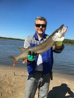 Кг щуки