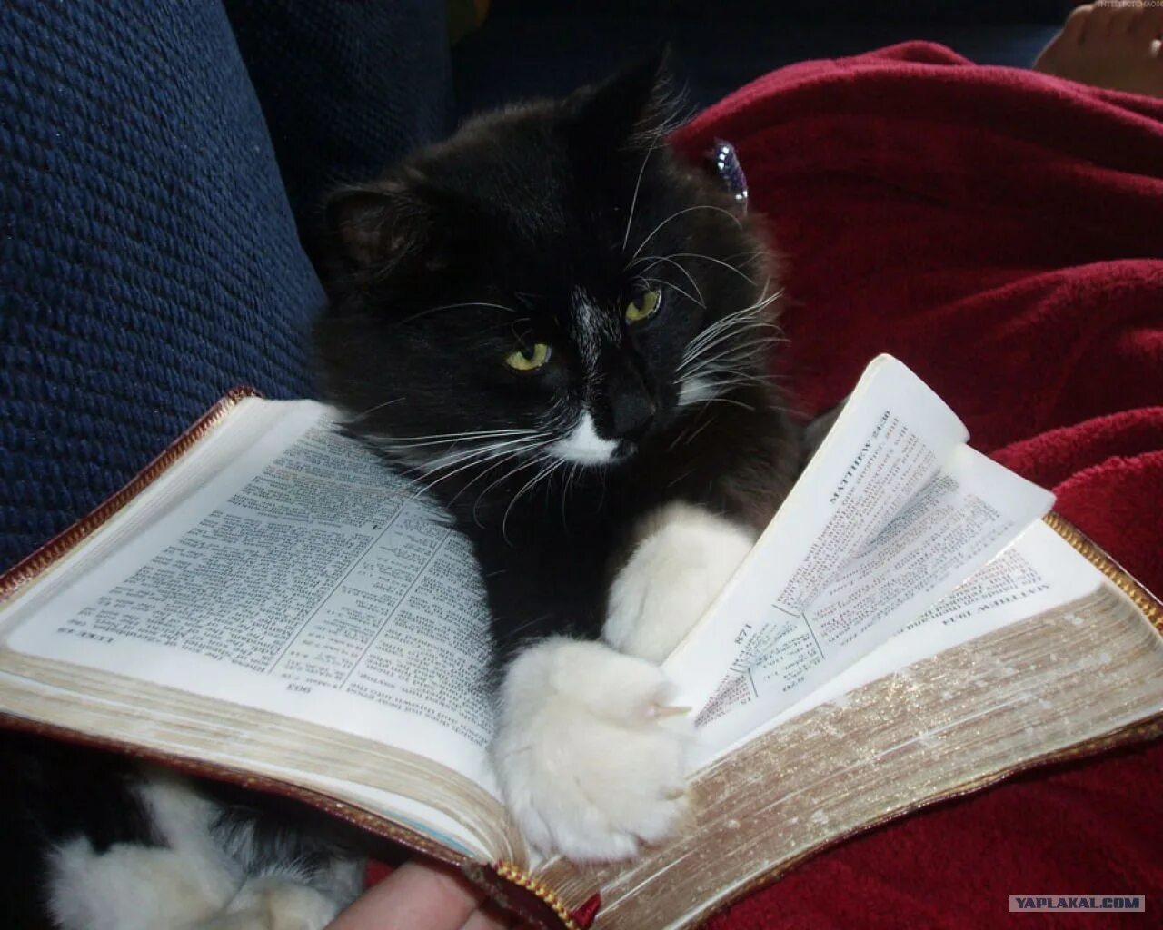 том с книгой мем. кот том читает. том читает книжку. том книга. парень читает книгу.