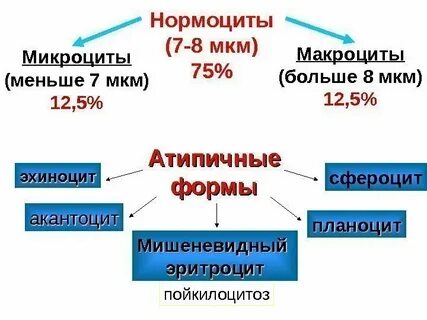 Анизоцитоз что это значит