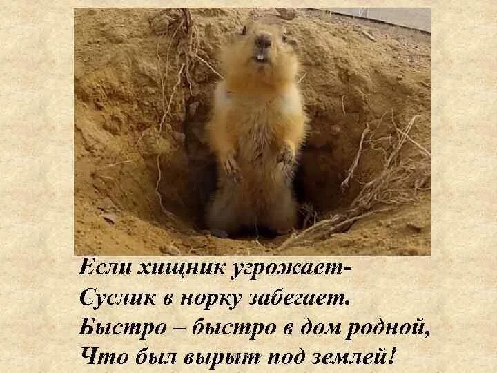 Суслик может не есть и не пить. Суслик может не есть и не пить