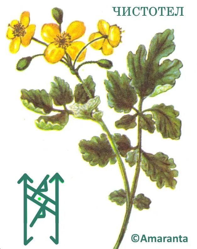 Чистотел большой Фармакогнозия. Чистотел Фармакогнозия. Чистотел рисунок. Чистотел большой рисунок.
