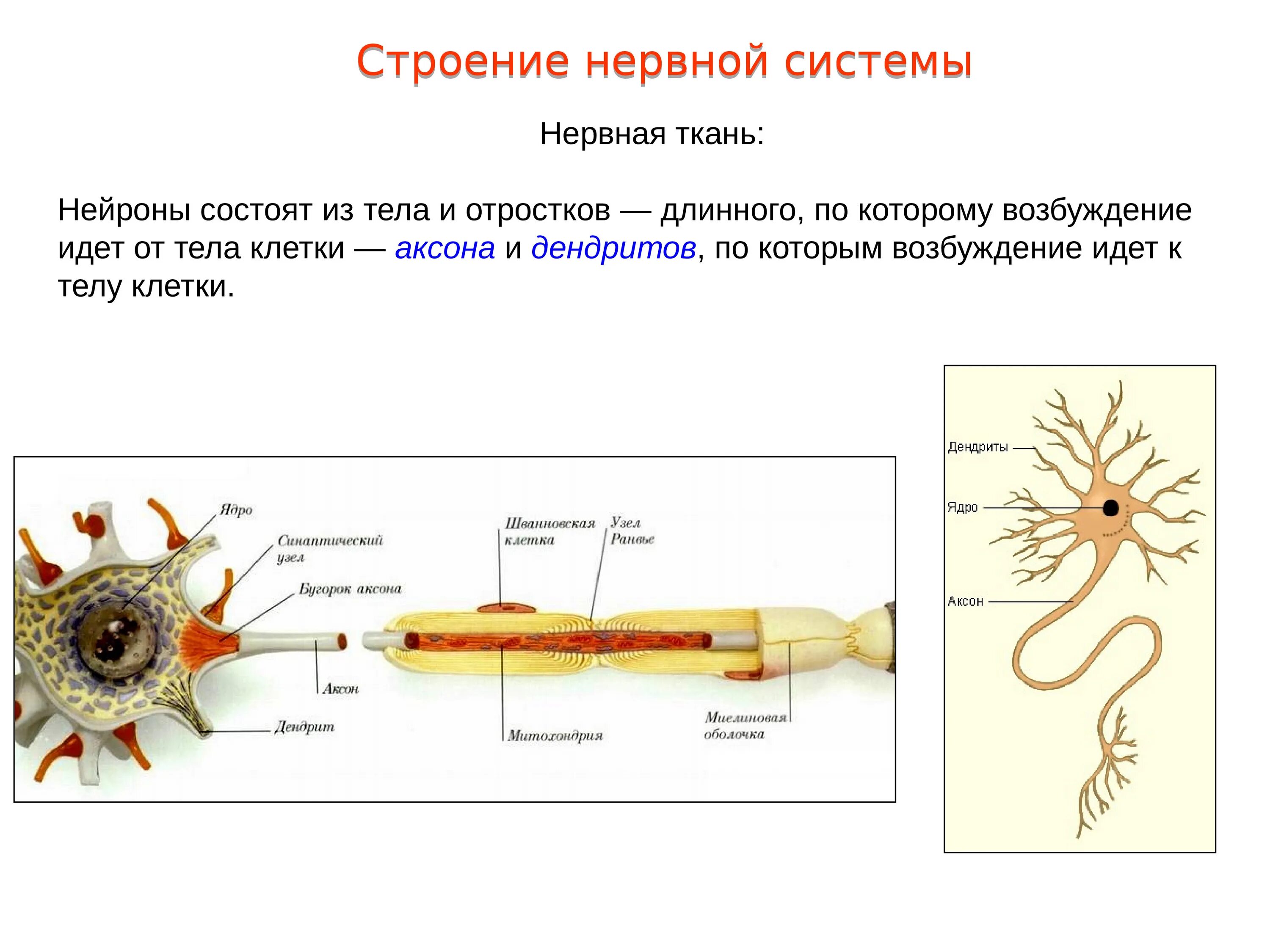 Нервные узлы и нейрон. Строение клетки нервной системы. Нейрон состоит из. Нейрон состоит из тела и отростков. Строение нерва.