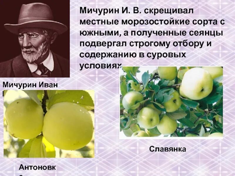 Мичурин ученый селекционер. Селекционер скрестил самку чистой линии мыши черного