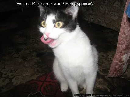 Коте дурак