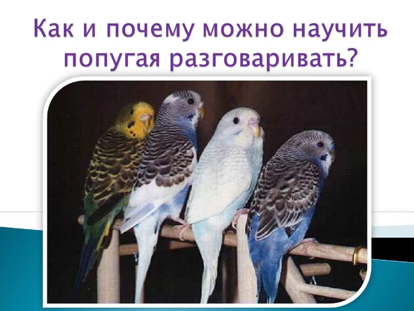 Какие слова говорят попугаи. Почему попугаи разговаривают. Исследовательская работа почему попугаи могут разговаривать. Попугай который умеет разговаривать. Каких попугаев можно научить говорить.