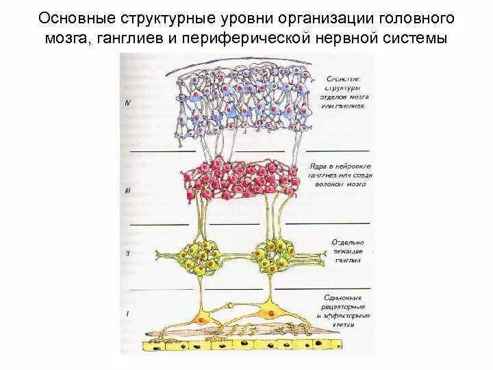 Уровень организации мозга. Головной мозг уровень организации. Уровни организации нервной системы. Нервный узел уровень организации. Уровни организации нервной системы человека.