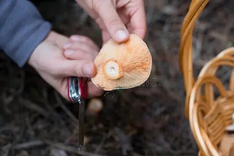 Go mushroom picking