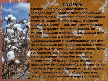 Хлопок предложение