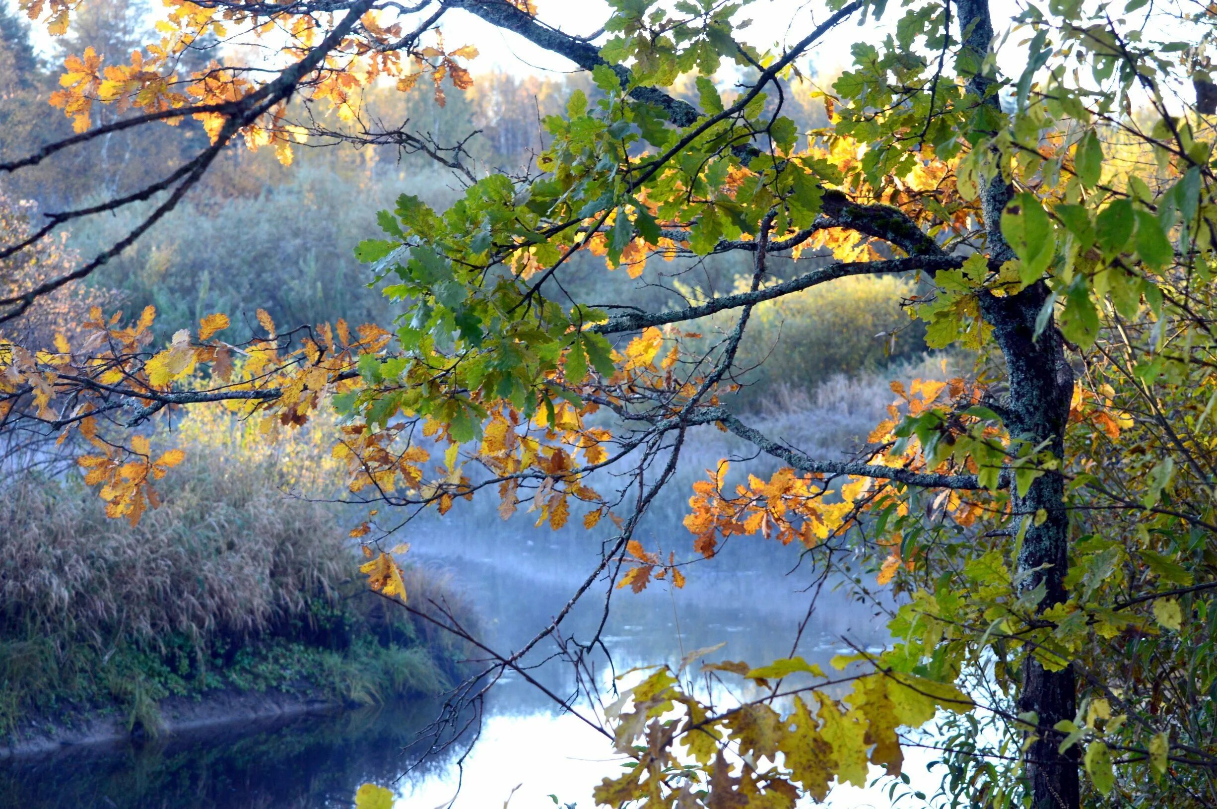 Осеннее утро картинки красивые. Осеннее утро. Осеннее утро на реке. Доброе утро осень природа. Сентябрьское утро.