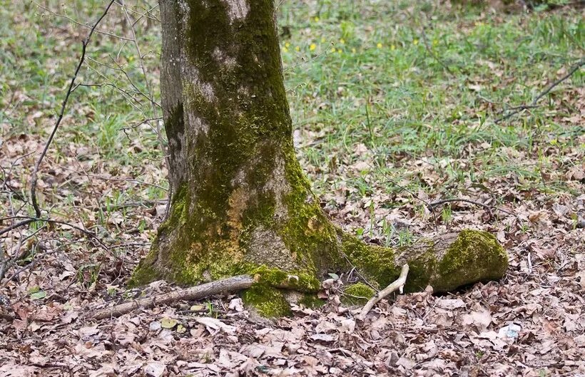По мху можно определить. Ориентирование по мху. ориентирование в лесу по мху. ориентирование по мху на деревьях. ориентир в лесу по мху.