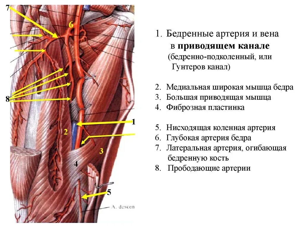 Гунтеров канал. Топография бедренной артерии и вены. Бедренная артерия в бедренно подколенном канале. Бедренная артерия Вена нерв. Кровоснабжение бедренной области.