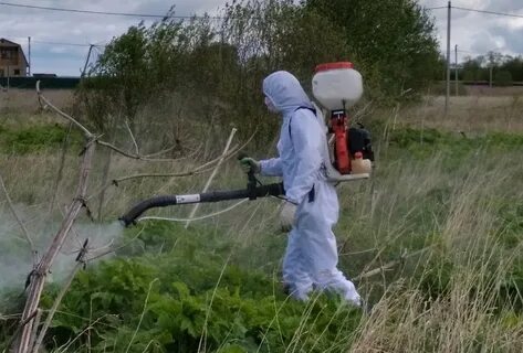 Способы борьбы с борщевиком