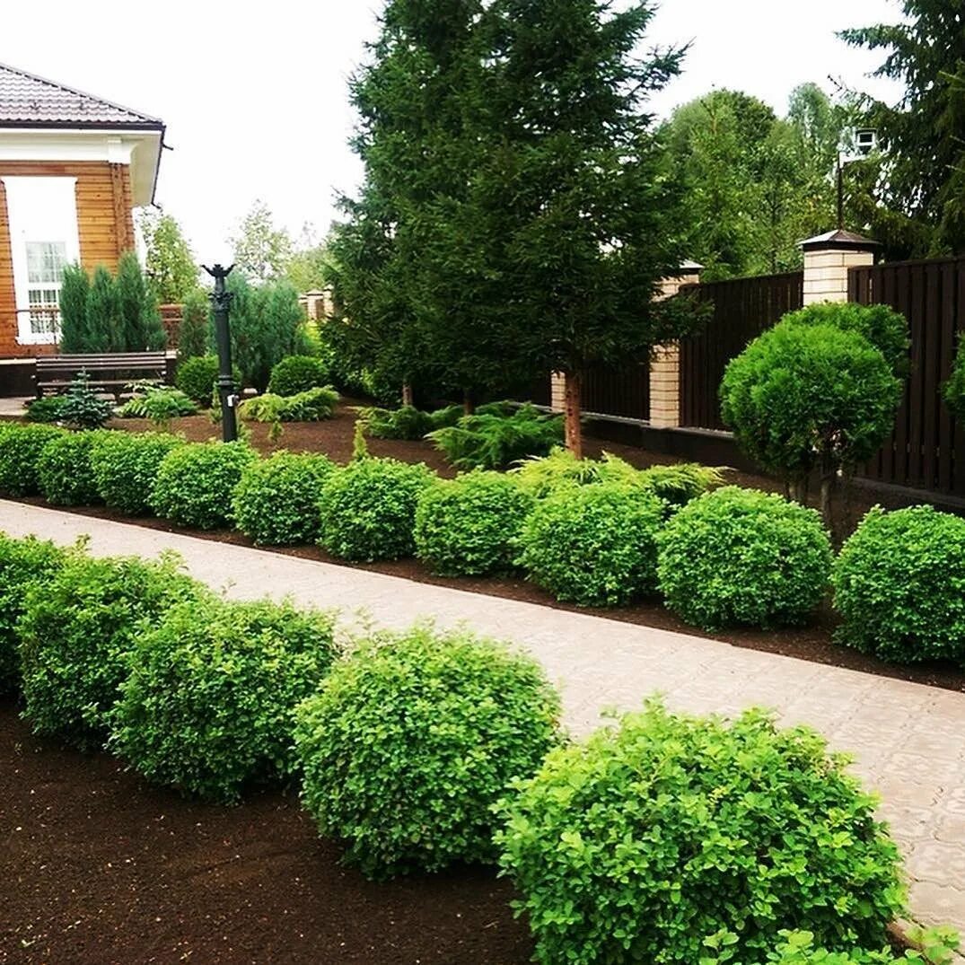 Туя бересклет скумпия миксбордер. Посадка кустарников на участке. Посадка кустарников на участке. Малоуходный миксбордер. Посадка кустарников на участке.