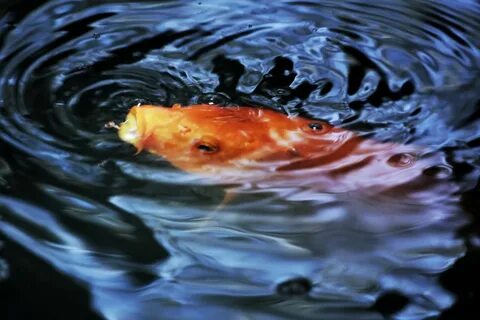 Картинки вода рыбки