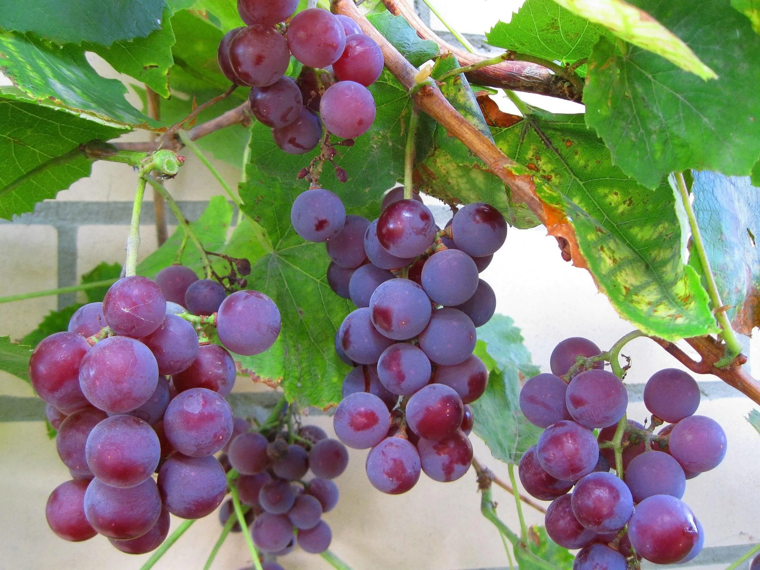 Самый ранний виноград. Сорт винограда Конкорд. Сорт винограда русский Конкорд. Виноград Мускат фиолетовый.