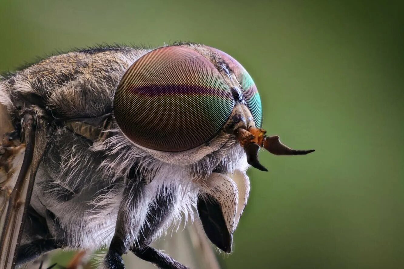 Слепень Tabanus chrysurus. Слепни (Tabanidae). Слепень и Овод. Овод насекомое.