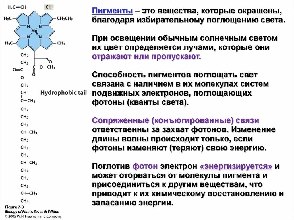 Пигменты цвета в растениях. Классификация пигментов растений. Пигменты растений презентация. Пигменты листа растения. Строение пигментов.