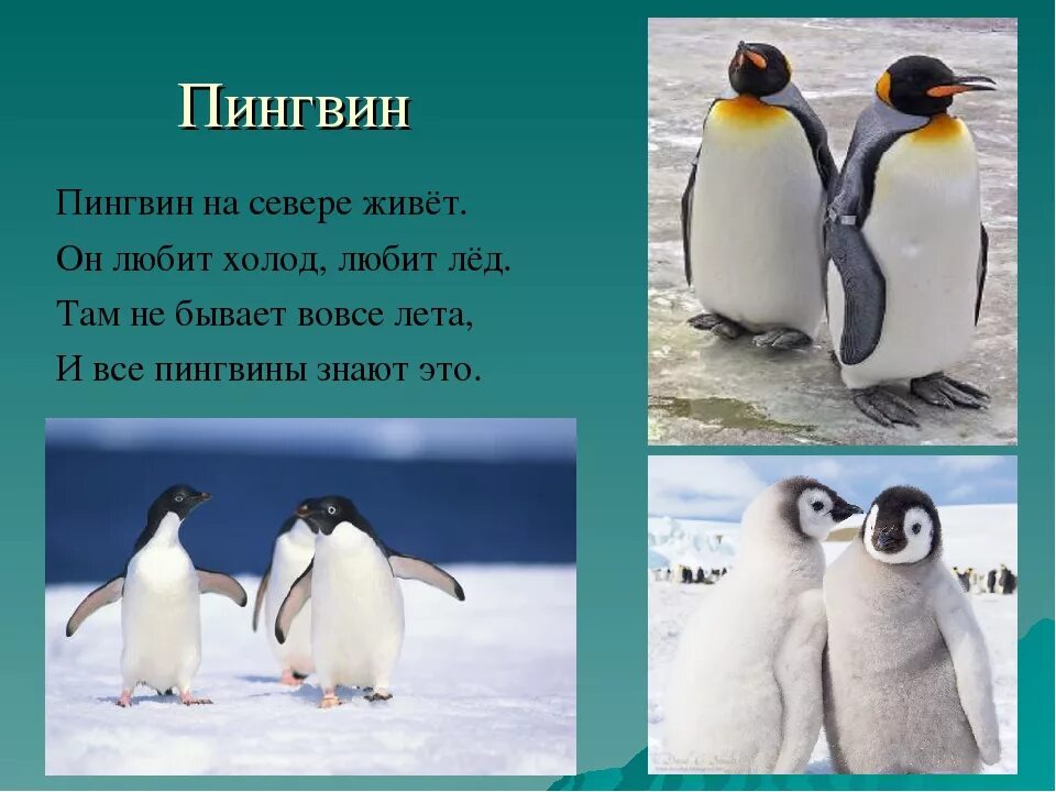 Жил был пингвин. Пингвин для детей. Пингвины на севере. Загадка про пингвина. Загадка про пингвина для детей.