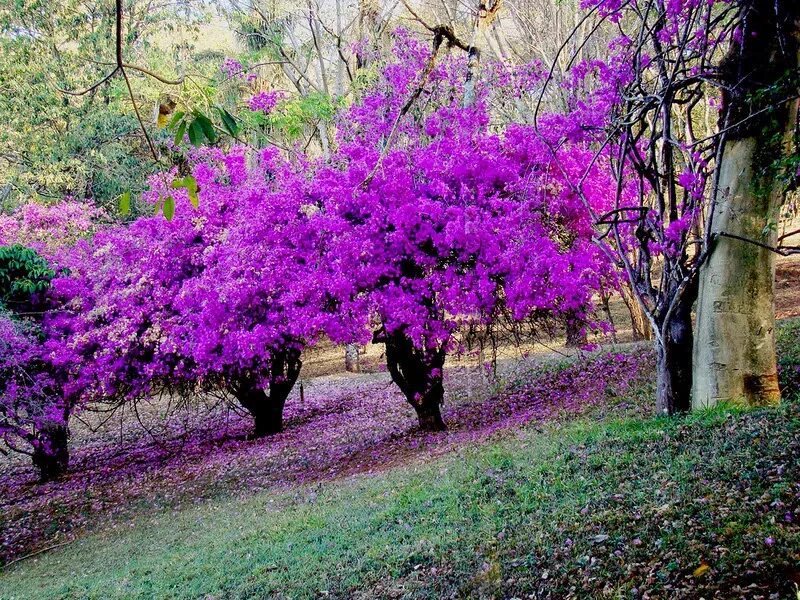 Куст с лиловыми цветками