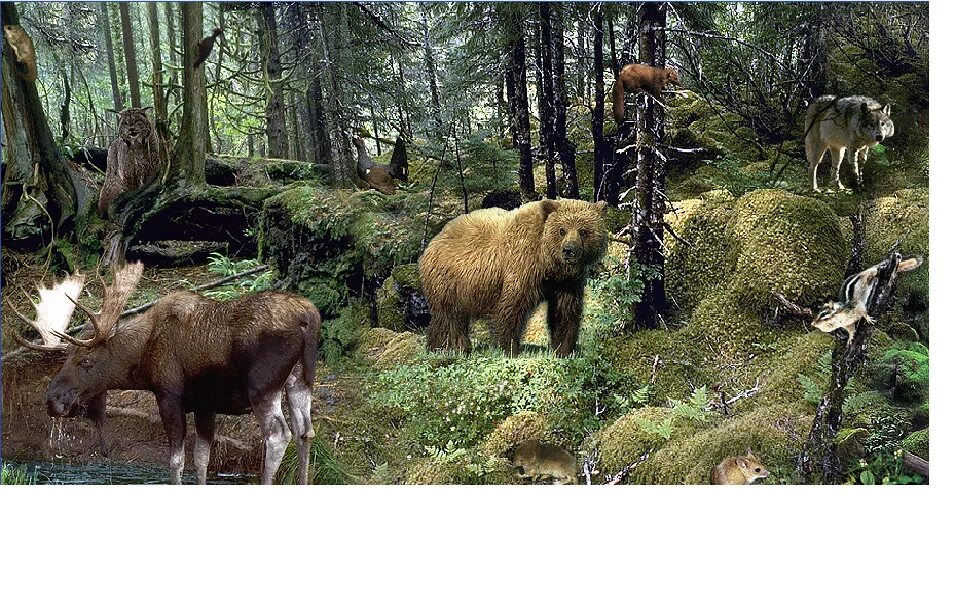 Какие животные в природной зоне тайга. Фауна тайги в России. Животный мир таежной зоны. Обитатели зоны тайги. Растительный и животный мир тайги.